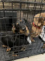 Mr. Weiners, a  Miniature Dachshund for sale in Smithville, OK – Photo 2 of 4