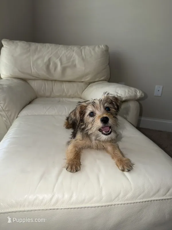 Jax – Pomeranian, Yorkshire Terrier puppy for sale in Kernersville, NC