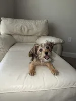 Jax, a male Pomeranian and Yorkshire Terrier for sale in Kernersville, NC – 1 of 4
