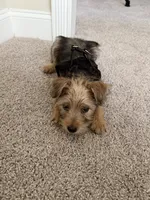 Jax, a male Pomeranian and Yorkshire Terrier for sale in Kernersville, NC – 4 of 4