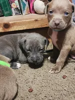 Gray, a male American Pit Bull Terrier for sale in Cincinnati, OH – Photo 6 of 6