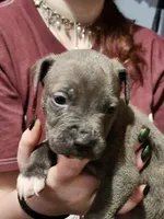 Gray, a male American Pit Bull Terrier for sale in Cincinnati, OH – Photo 1 of 6