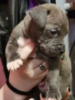 Gray, a male American Pit Bull Terrier for sale in Cincinnati, OH – Photo 4 of 6