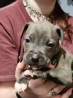 Gray, a male American Pit Bull Terrier for sale in Cincinnati, OH – Photo 3 of 6