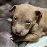 Orion, a male American Pit Bull Terrier for sale in Cincinnati, OH – Photo 8 of 10