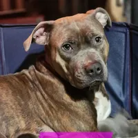 Orion, a male American Pit Bull Terrier for sale in Cincinnati, OH – Photo 10 of 10