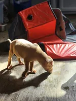 Orion, a male American Pit Bull Terrier for sale in Cincinnati, OH – Photo 4 of 10