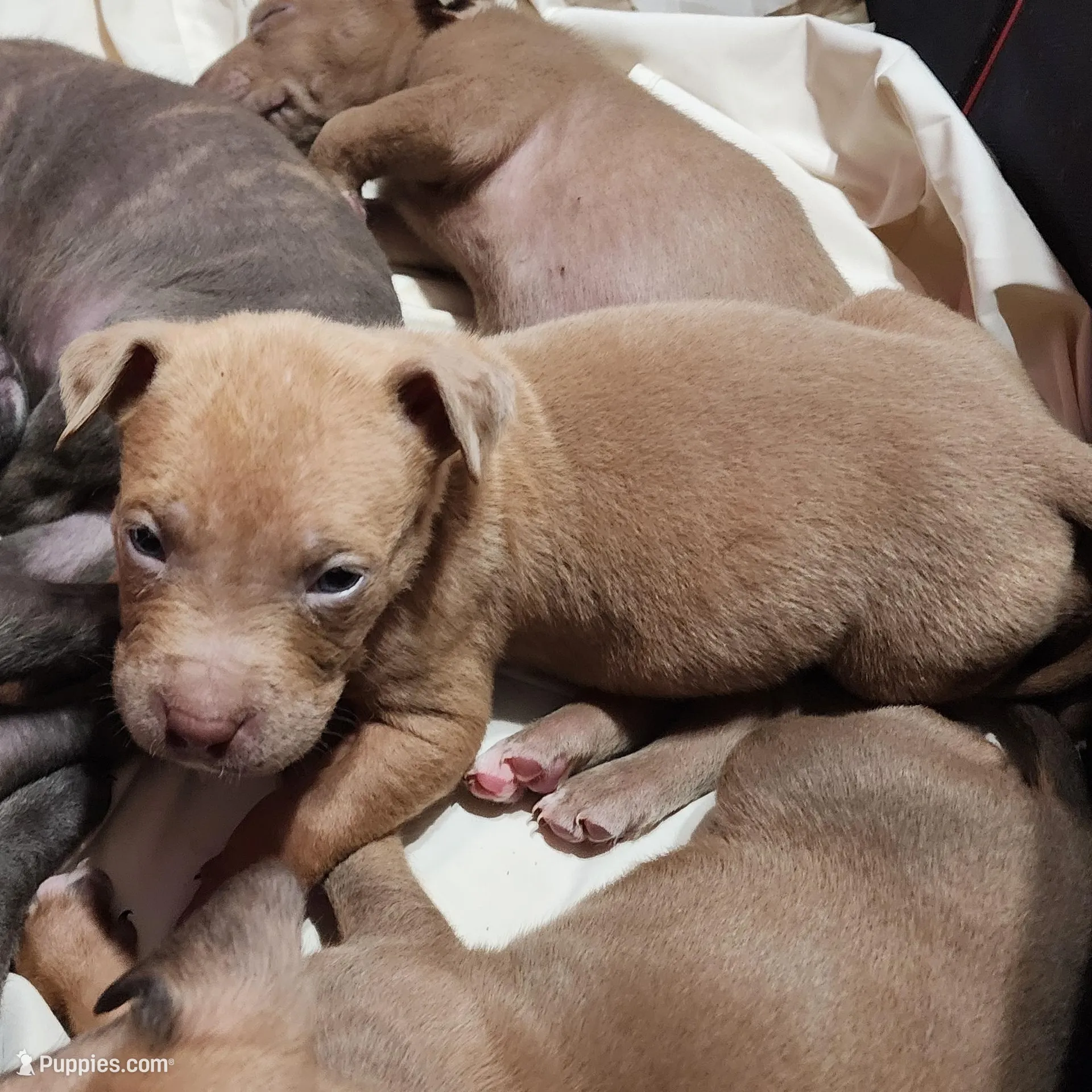 Orion, a male American Pit Bull Terrier for sale in Cincinnati, OH – Photo 7 of 10