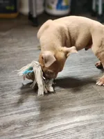 Orion, a male American Pit Bull Terrier for sale in Cincinnati, OH – Photo 5 of 10