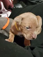 Yellow, a male American Pit Bull Terrier for sale in Cincinnati, OH – Photo 2 of 4