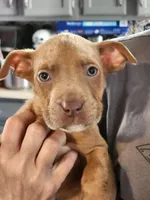 Orion, a male American Pit Bull Terrier for sale in Cincinnati, OH – Photo 1 of 10