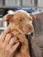 Orion, a male American Pit Bull Terrier for sale in Cincinnati, OH – Photo 3 of 10