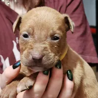 Orion, a male American Pit Bull Terrier for sale in Cincinnati, OH – Photo 6 of 10