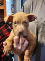 Orion, a male American Pit Bull Terrier for sale in Cincinnati, OH – Photo 2 of 10