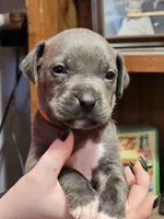 Orange, a male American Pit Bull Terrier for sale in Cincinnati, OH – Photo 4 of 6