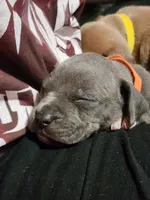 Orange, a male American Pit Bull Terrier for sale in Cincinnati, OH – Photo 3 of 6