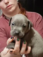 Orange, a male American Pit Bull Terrier for sale in Cincinnati, OH – Photo 2 of 6