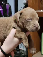 Green, a male American Pit Bull Terrier for sale in Cincinnati, OH – Photo 3 of 5