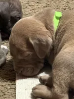 Green, a male American Pit Bull Terrier for sale in Cincinnati, OH – Photo 1 of 5