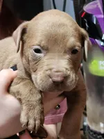 Green, a male American Pit Bull Terrier for sale in Cincinnati, OH – Photo 2 of 5