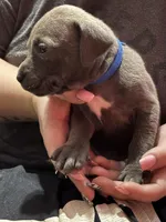 Blue, a male American Pit Bull Terrier for sale in Cincinnati, OH – Photo 2 of 5