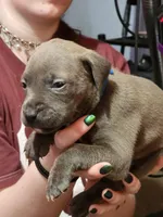 Blue, a male American Pit Bull Terrier for sale in Cincinnati, OH – Photo 4 of 5