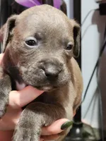 Blue, a male American Pit Bull Terrier for sale in Cincinnati, OH – Photo 1 of 5