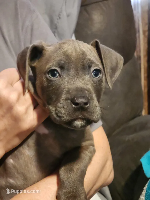 Blue – American Pit Bull Terrier puppy for sale in Cincinnati, OH