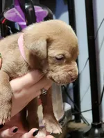 Pink, a female American Pit Bull Terrier for sale in Cincinnati, OH – Photo 3 of 6