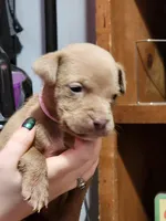 Pink, a female American Pit Bull Terrier for sale in Cincinnati, OH – Photo 4 of 6