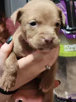 Pink, a female American Pit Bull Terrier for sale in Cincinnati, OH – Photo 1 of 6