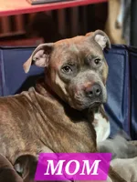 Pink, a female American Pit Bull Terrier for sale in Cincinnati, OH – Photo 6 of 6