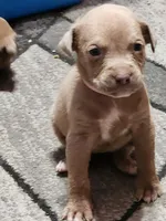 Pink, a female American Pit Bull Terrier for sale in Cincinnati, OH – Photo 2 of 6