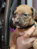 Black, a male American Pit Bull Terrier for sale in Cincinnati, OH – Photo 1 of 6