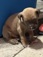 Black, a male American Pit Bull Terrier for sale in Cincinnati, OH – Photo 2 of 6