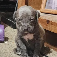Nova, a female American Pit Bull Terrier for sale in Cincinnati, OH – Photo 5 of 9
