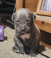 Purple, a female American Pit Bull Terrier for sale in Cincinnati, OH – Photo 1 of 7