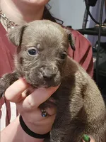 Purple, a female American Pit Bull Terrier for sale in Cincinnati, OH – Photo 2 of 7