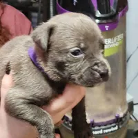 Nova, a female American Pit Bull Terrier for sale in Cincinnati, OH – Photo 6 of 9