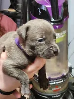 Purple, a female American Pit Bull Terrier for sale in Cincinnati, OH – Photo 4 of 7