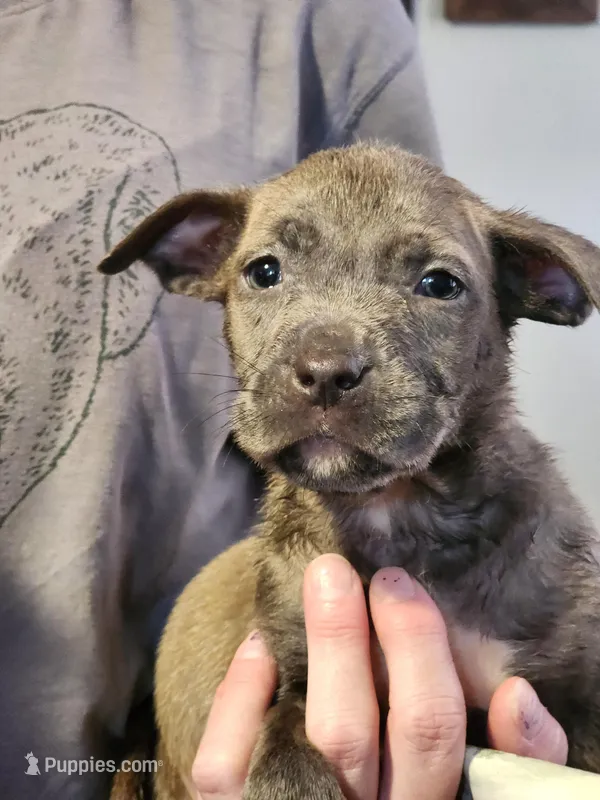 Purple – American Pit Bull Terrier puppy for sale in Cincinnati, OH