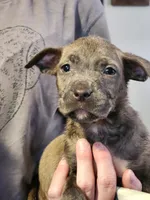 Nova, a female American Pit Bull Terrier for sale in Cincinnati, OH – Photo 1 of 9