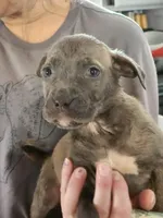 Nova, a female American Pit Bull Terrier for sale in Cincinnati, OH – Photo 4 of 9