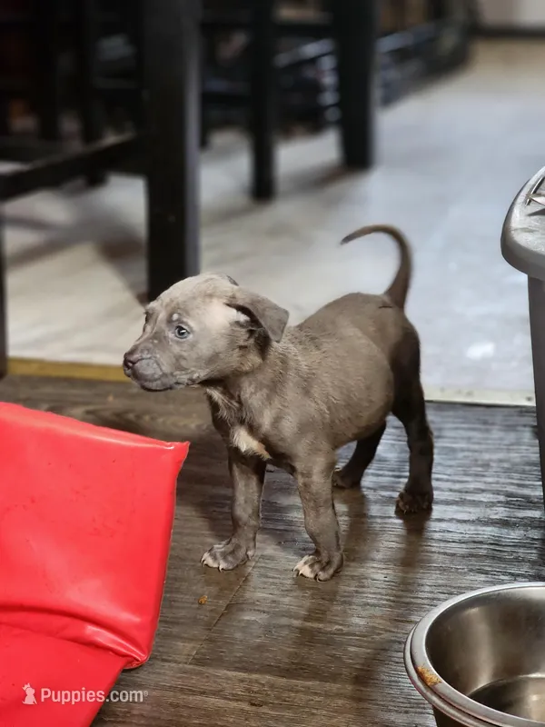 Nova – American Pit Bull Terrier puppy for sale in Cincinnati, OH