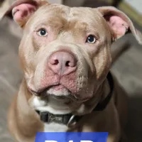 Nova, a female American Pit Bull Terrier for sale in Cincinnati, OH – Photo 8 of 9