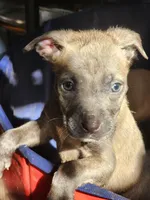 Nova, a female American Pit Bull Terrier for sale in Cincinnati, OH – Photo 3 of 9