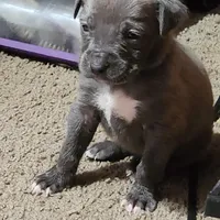 Nova, a female American Pit Bull Terrier for sale in Cincinnati, OH – Photo 7 of 9