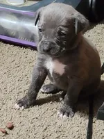 Purple, a female American Pit Bull Terrier for sale in Cincinnati, OH – Photo 5 of 7