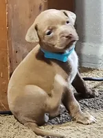 Teal, a male American Pit Bull Terrier for sale in Cincinnati, OH – Photo 3 of 8