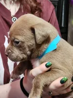 Teal, a male American Pit Bull Terrier for sale in Cincinnati, OH – Photo 8 of 8